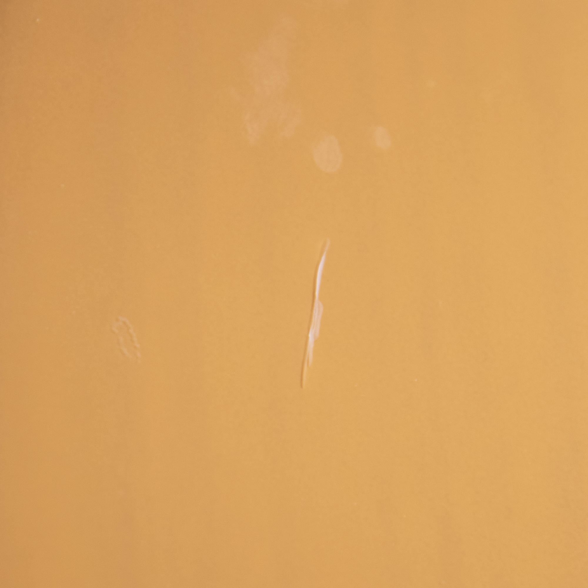 Fender Player Telecaster - Butterscotch